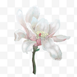水彩绘花朵植物图片_手绘植物花卉粉红色玉兰花