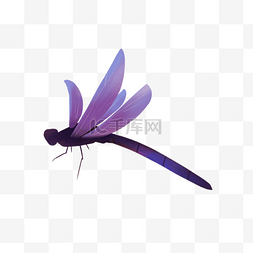 路灯飞虫图片_紫色蜻蜓益虫