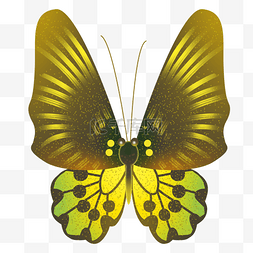 精美的黄色蝴蝶插画