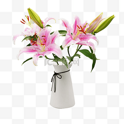 粉色百合花花瓶