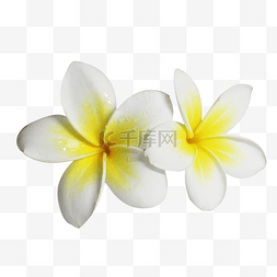 夏威夷鸡蛋花