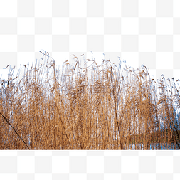 千姿百态图片_秋冬的小草也是美丽景色