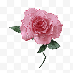 朵图片_一朵粉色的玫瑰花