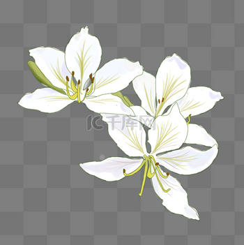 師白 花卉圖 師白 花卉圖 Amazon.com: Yu Zhizhen line drawing flowers