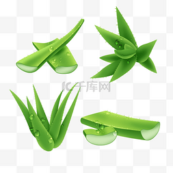 芦荟胶图片图片_清新的绿色健康切段芦荟集合