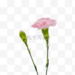 粉色实物花图片_粉色康乃馨鲜花