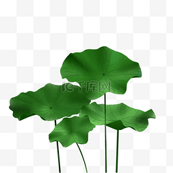 绿色雨水清新图片_荷花雨水植物