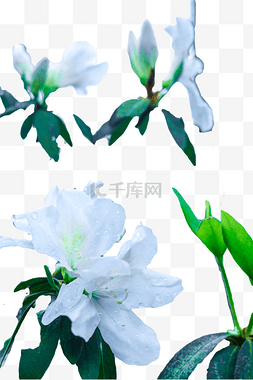 好看绿叶图片_美丽好看白色花朵