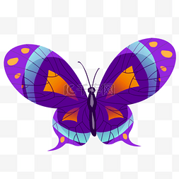 紫色的蝴蝶图片_紫色的蝴蝶装饰插画