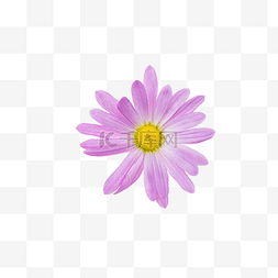 一栋小洋楼图片_紫色菊花洋甘菊