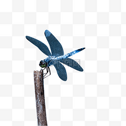 蓝色的蜻蜓