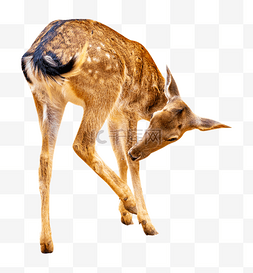 保护动物鹿图片_黄色动物小鹿