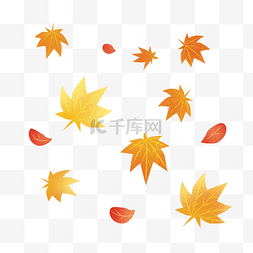 秋天树叶落叶图片_漂浮飘落的枫叶