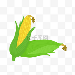 粮食农作物玉米