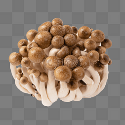蟹味菇图片_真菌果蔬蟹味菇白底蘑菇