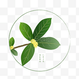 中秋桂花树