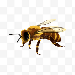 蜜蜂拉车图片_春季昆虫蜜蜂