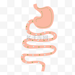 健康肠道图片_肠胃肠道