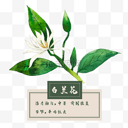 黄花朵图片_花类中草药花朵白玉兰春夏