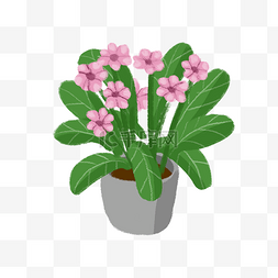 粉色小花盆栽