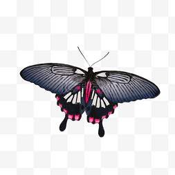 夏季昆虫黑色凤尾蝶