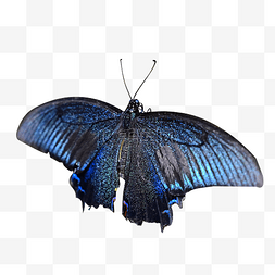 蓝色蝴蝶昆虫