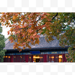 秋冬古典建筑香山红叶