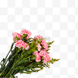 一束美丽的粉色花朵下载