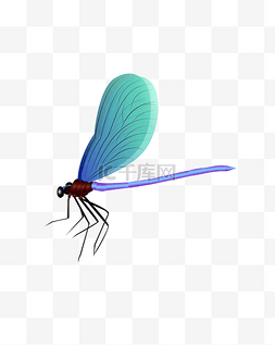 蓝色翅膀蜻蜓