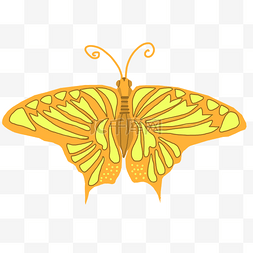 一只蝴蝶图片图片_漂亮的金色花纹蝴蝶