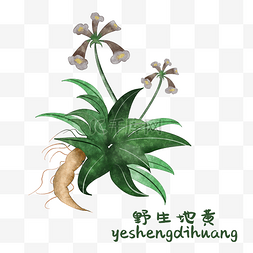 古药材图片_手绘彩色中药地黄