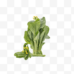 新鲜蔬菜素材图片_绿色新鲜蔬菜