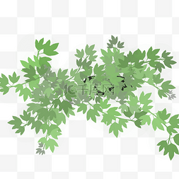 树藤藤蔓绿色植物