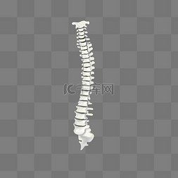 人体全身骨骼图图片_脊椎骨骼