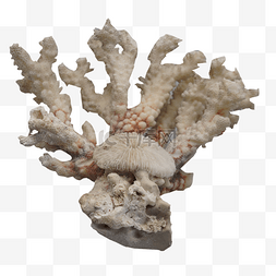 海洋生物珊瑚石