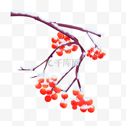 冬季果实图片_红色冬季果实