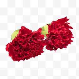 红色康乃馨花朵