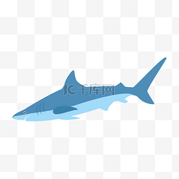 动物大鲨鱼