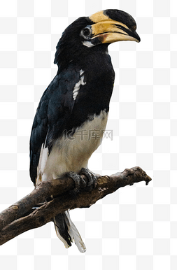 鸟类保护图片_犀鸟保护珍稀动物鸟类