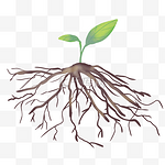 发芽小树树根