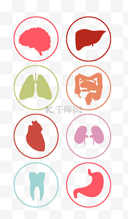 医学知识人体器官组合