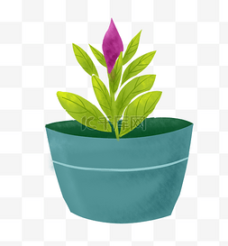 紫色小花盆栽 