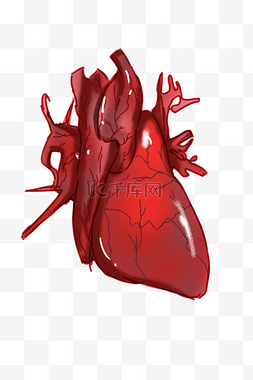 红色心脏器官图片_红色心脏 