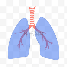 脏器肺部内脏插画