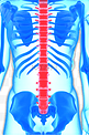 人体骨骼脊柱