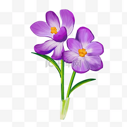 紫色花草植物图片_植物花草小花