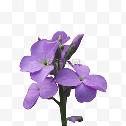 一些漂亮的紫色花朵
