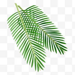 椰树叶子