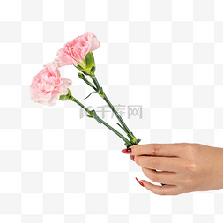 妇女节送花粉色康乃馨