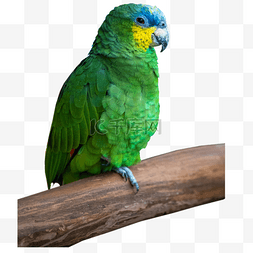 绿色亚马逊鹦哥